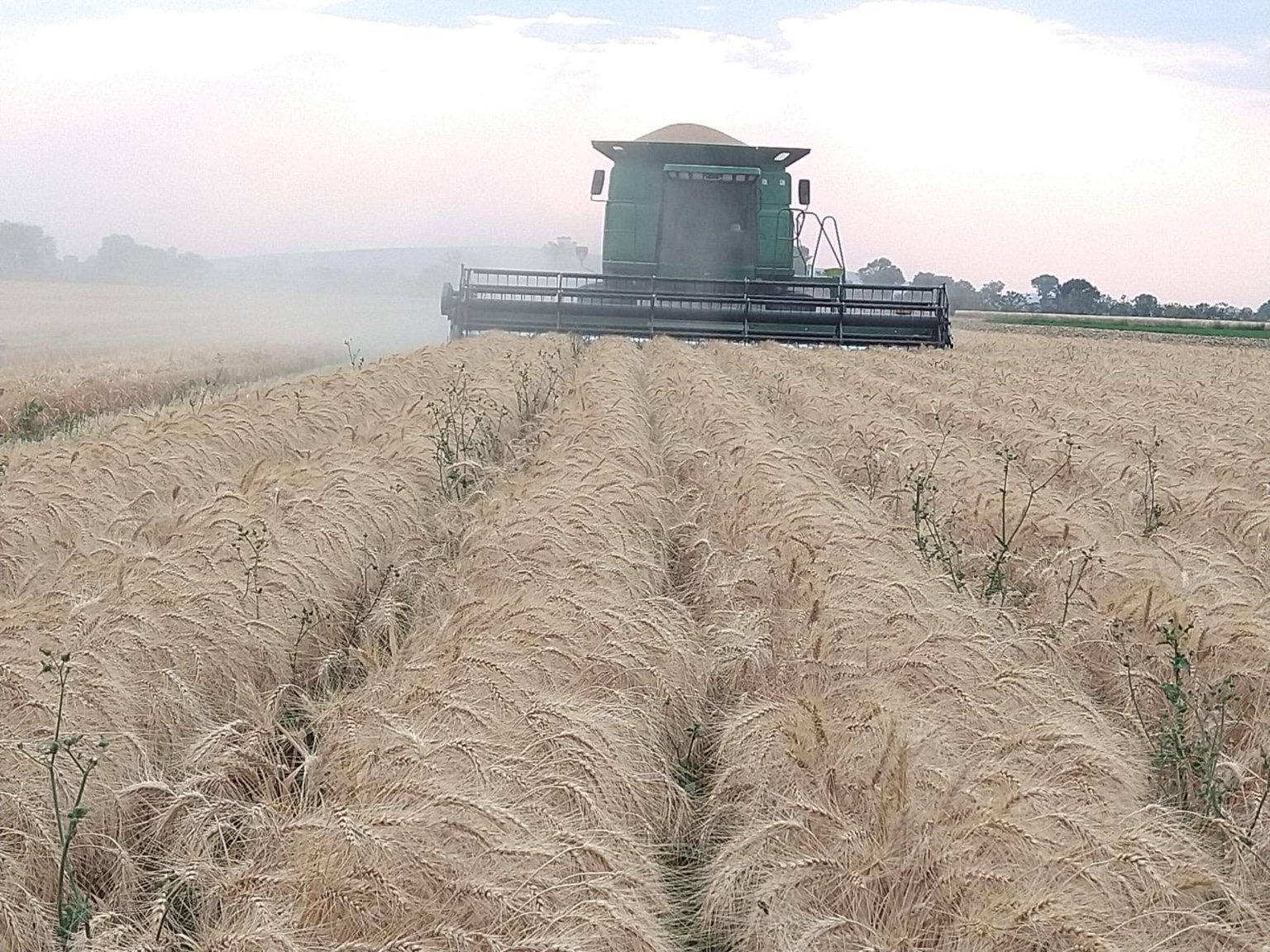 Cosecha en campo de trigo