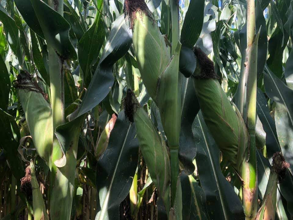 Elotes en planta de maíz