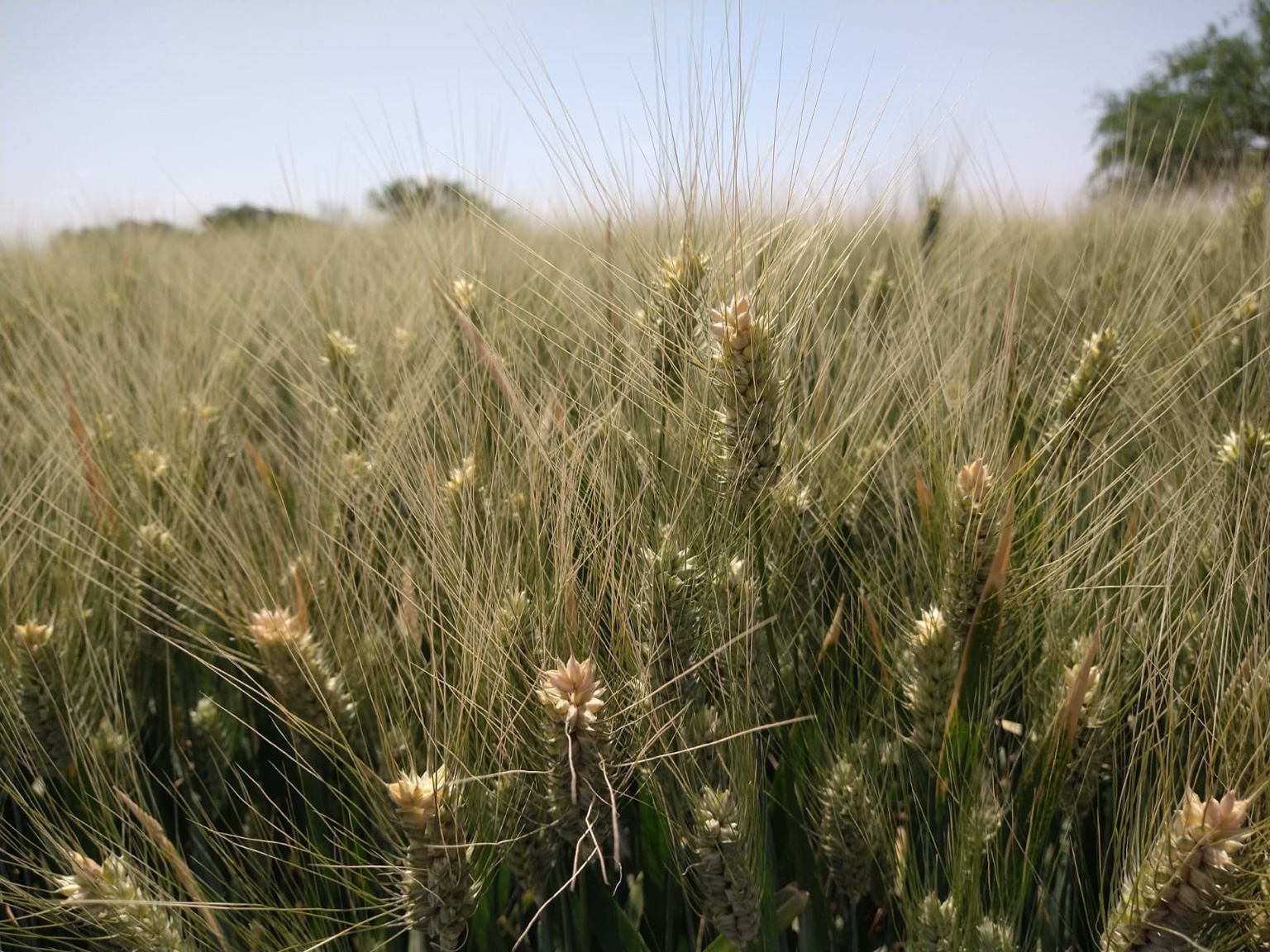 Trigo en el campo