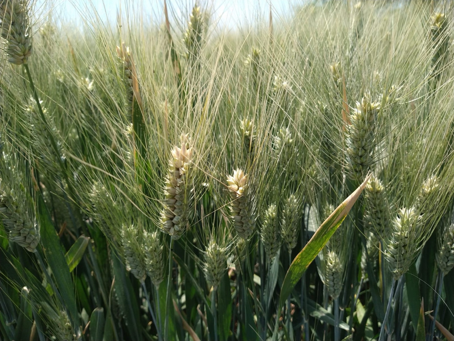 Espigas de trigo